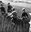 Image result for 8th Army Korean War Signal Corp Pusan