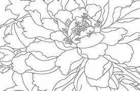 Image result for Peony Preservation