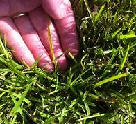 Image result for How to Get Rid of Centipede Grass