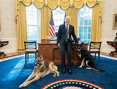 Image result for Joe Biden Dogs Meme Funny