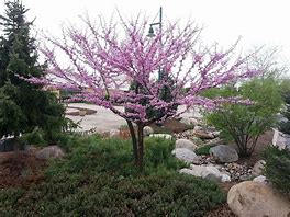 Image result for Italian Cypress, 4-5 Ft- Smog And Climate Tolerant Evergreen For California
