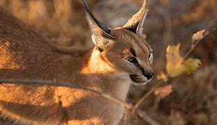 Image result for Wildcat Africa