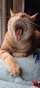 Image result for Funny Cat Reactions