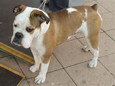 7 Things You Need to Know about the Boxer Bulldog Mix Animalso