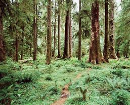 Image result for Cedar Forest