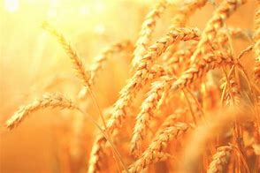 Image result for free picture of one person harvesting wheat