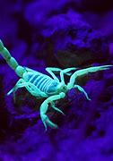 Image result for Desert Scorpions Glowing in the Dark
