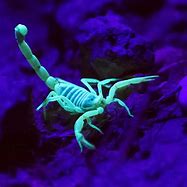 Image result for Scorpions Glowing in the Dark