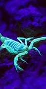 Image result for What Makes Scorpions Glow