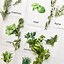 Image result for Herb Plant Identification
