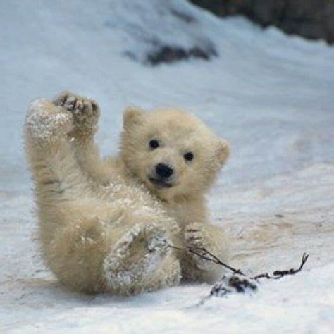 Polar Bear Cub | I'd Rather Go Naked than Wear Fur