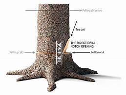 Image result for How to Cut a Tree Leaning in the Opposite Direction