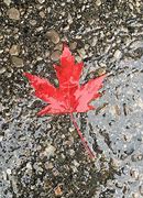 Image result for Feuille Canada