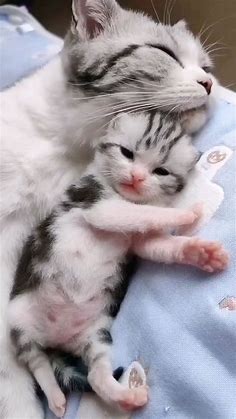 ADORABLE | CATS | KITTENS