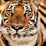 Image result for Beautiful Tiger Wallpaper
