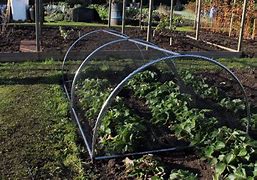 Image result for Garden Plant Protectors