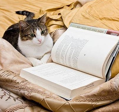 猫　読書 に対する画像結果