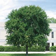 Image result for Cedar Elm Tree