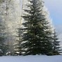 Image result for Home Depot Christmas Trees