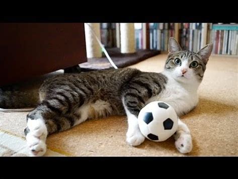 猫 サッカー に対する画像結果