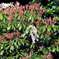 Image result for 2 Gallon - Pieris Mountain Fire Plant - Unusual Evergreen Looks Great Year-Round, Outdoor Plant