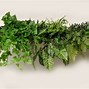 Image result for Hanging Greenery