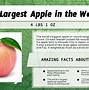 Image result for World's Biggest Apple Tree