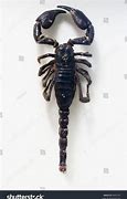 Image result for Scorpion Top-Down