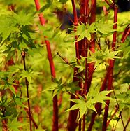 Image result for 2-3 Ft. - Coral Bark Japanese Maple Tree - Unique Color From A Japanese Maple