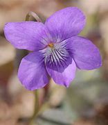 Image result for Wild Violets