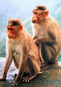 Image result for 2 Monkeys