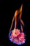 Image result for Black and White Fire Flower