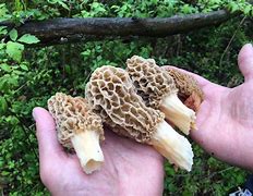 Image result for Morel Mushroom Hunting