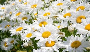 Image result for 1366X768 Flowers