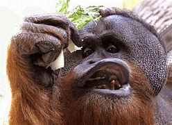 Image result for Retarded Looking Animals