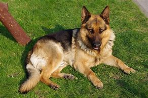 Image result for German Shepherd Dog Animal
