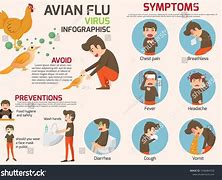Image result for Avian Flu Symptoms Humans