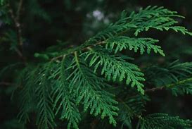 Image result for Types of Small Evergreen Trees