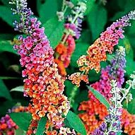 Image result for Bi-Color Butterfly Bush