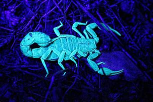 Image result for Really Glowing Scorpions