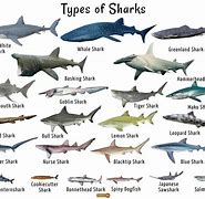 Image result for Small Species of Shark