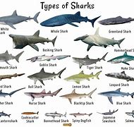 Image result for Deep Water Shark Species