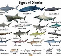 Image result for Most Common Shark Species