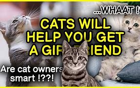 Image result for Pro and Cons of Cat