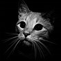 Image result for Pretty Black and White Cat