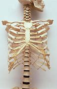 Image result for Human Skeleton Rib Cage