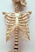 Image result for Skeleton Rib Cage