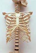 Image result for Human Rib Cage