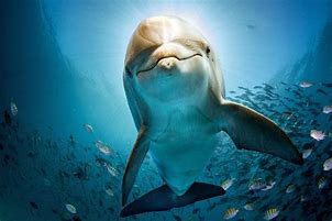 Image result for 8" Indoor/Outdoor Self-Watering Planter Dolphin Blue - Room Essentials