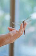Image result for Dragonfly On Hand